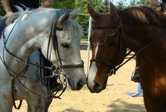 Bisous de cheval