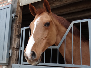 Cheval dans une écurie