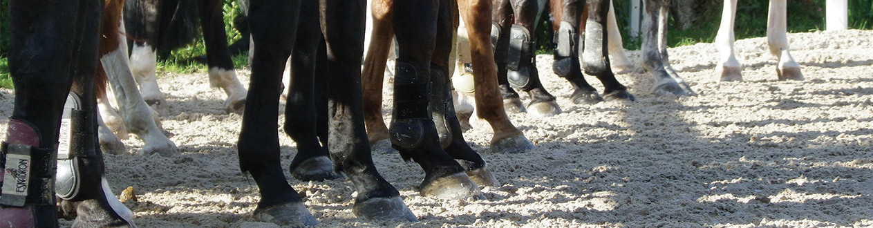 Pieds de chevaux